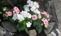 Vinca Rosea.JPG