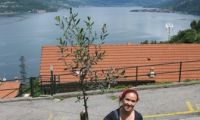 Olive tree with lake view